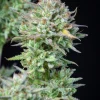 Detailed Kosher Cake Auto bud with frosty coating and green foliage against black background