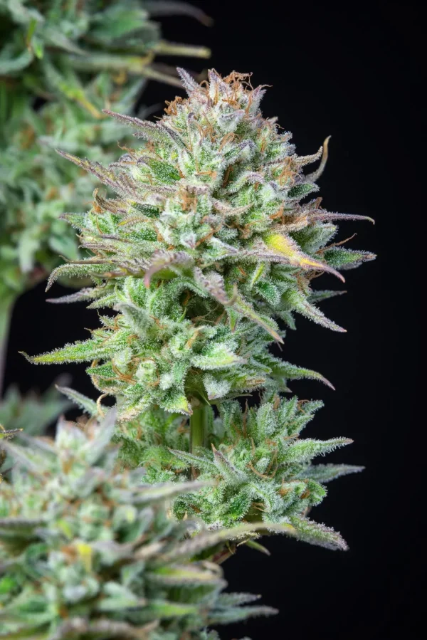 Detailed Kosher Cake Auto bud with frosty coating and green foliage against black background
