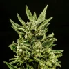 Kritic Auto Strain with abundant trichomes and dark green leaves.