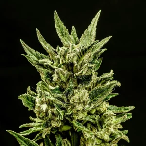 Kritic Auto Strain with abundant trichomes and dark green leaves.