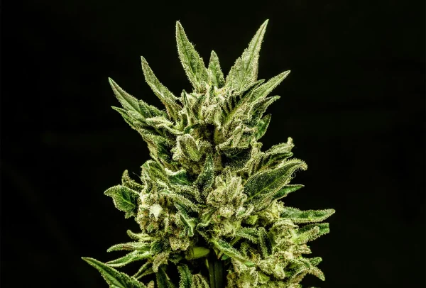 Kritic Auto Strain with abundant trichomes and dark green leaves.