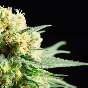 Kritikal-K strain with vibrant trichome crystals and bright orange pistils mixed throughout the compact buds