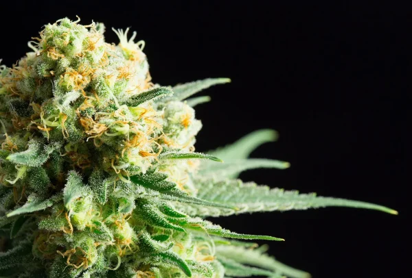 Kritikal-K strain with vibrant trichome crystals and bright orange pistils mixed throughout the compact buds