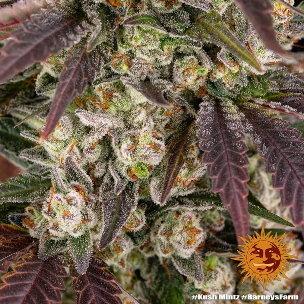 Close-up of a frosty Kush Mintz Strain bud showcasing its dense trichome coverage and vibrant orange pistils.