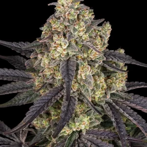 A mature Kush Mintz Strain plant with dark, resinous buds and purple-hued leaves against a black background.