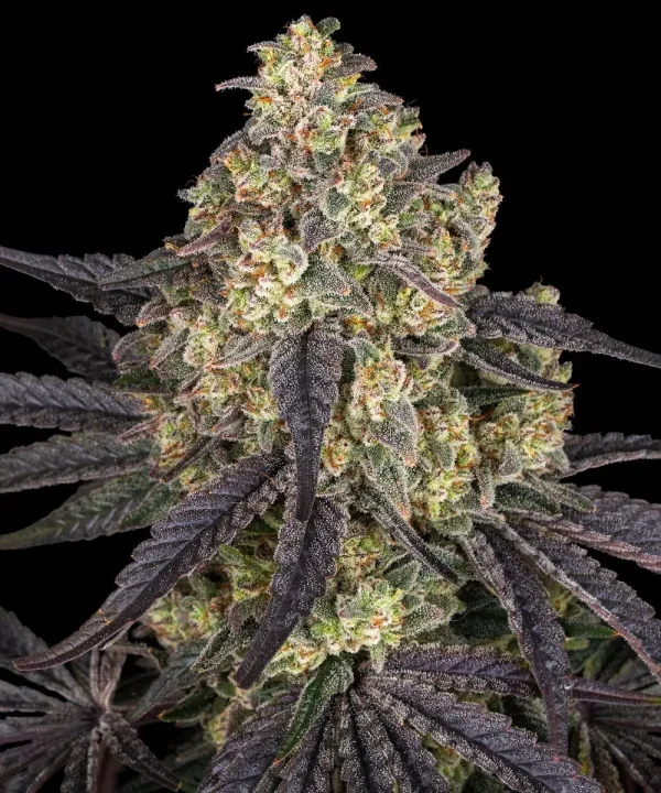 A mature Kush Mintz Strain plant with dark, resinous buds and purple-hued leaves against a black background.