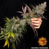 Hand holding a robust Kush Mintz Strain branch, displaying dense, sticky buds and colorful leaves.