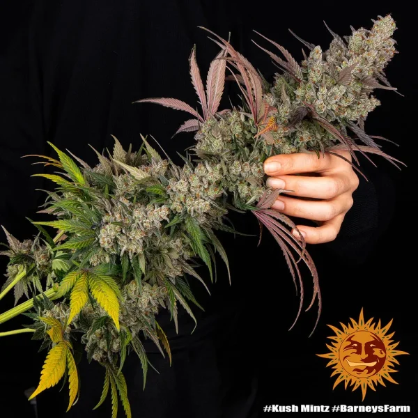 Hand holding a robust Kush Mintz Strain branch, displaying dense, sticky buds and colorful leaves.