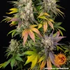 Kush Mintz strain bud featuring a mix of green tones, bright orange pistils, and a generous trichome coating.
