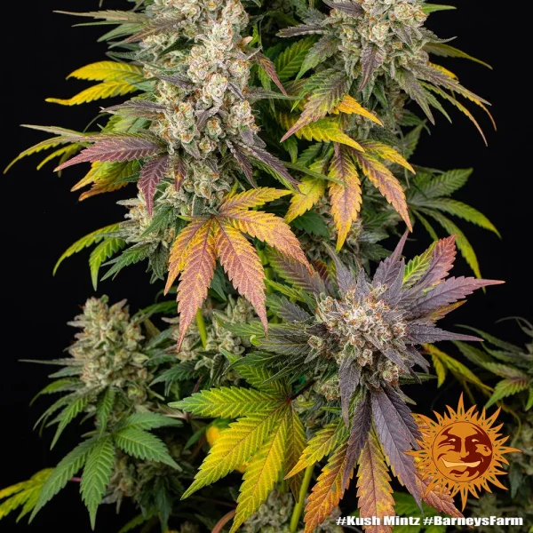 Kush Mintz strain bud featuring a mix of green tones, bright orange pistils, and a generous trichome coating.