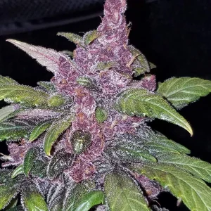 LSD-25 Auto plant with dark purple buds and contrasting green leaves on a dark backdrop