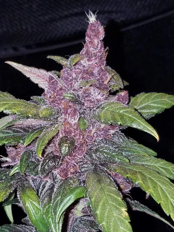 LSD-25 Auto plant with dark purple buds and contrasting green leaves on a dark backdrop
