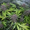 Close-up of LSD-25 Auto flower showcasing deep purple tones and heavy trichome presence