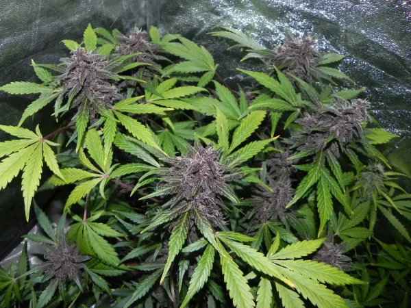 Close-up of LSD-25 Auto flower showcasing deep purple tones and heavy trichome presence