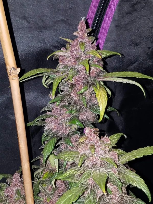 LSD-25 Auto cannabis plant with vibrant purple buds and lush green leaves