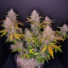 Detailed view of LSD-25 Auto bud with purple hues and thick trichome coating