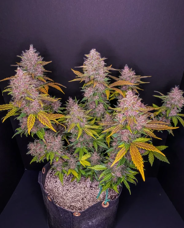 Detailed view of LSD-25 Auto bud with purple hues and thick trichome coating