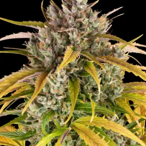 Close-up of LSD Auto Strain bud with frosty trichomes and lush green and yellow leaves.