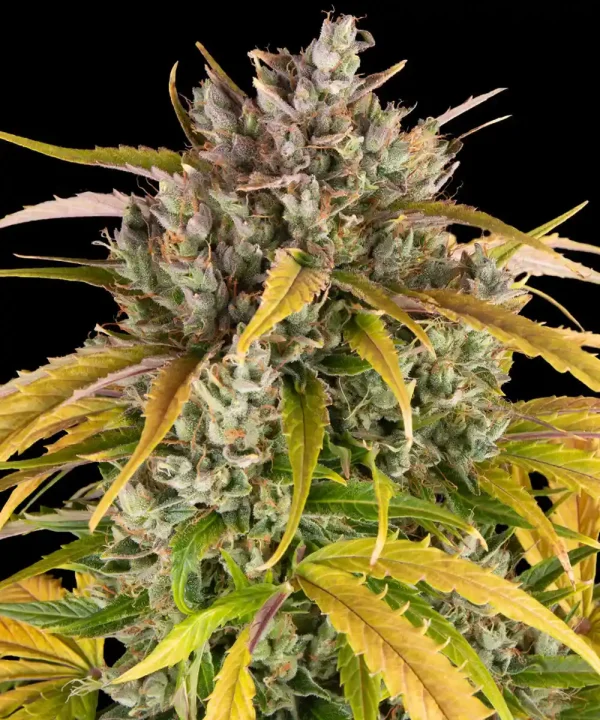 Close-up of LSD Auto Strain bud with frosty trichomes and lush green and yellow leaves.