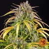 Full LSD Auto Strain plant showcasing dense buds surrounded by vibrant yellow-tipped leaves.