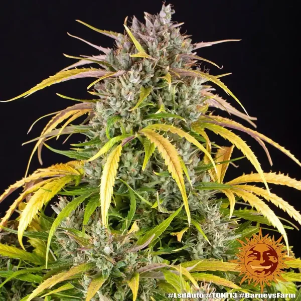 Full LSD Auto Strain plant showcasing dense buds surrounded by vibrant yellow-tipped leaves.
