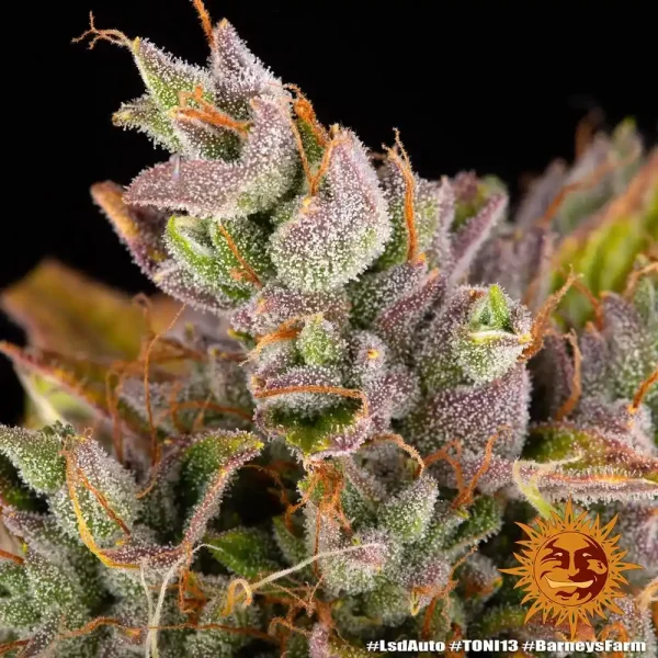 Macro view of LSD Auto Strain bud displaying a mix of purple hues and trichome coverage.