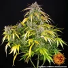 Mature LSD Auto Strain plant with multiple buds and a combination of green and yellow foliage.