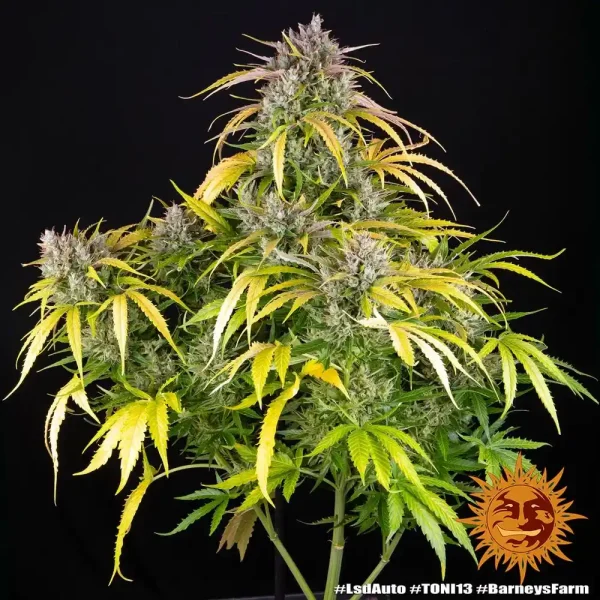 Mature LSD Auto Strain plant with multiple buds and a combination of green and yellow foliage.