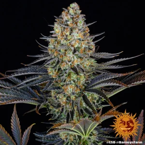 LSD strain bud featuring a mix of green tones, bright orange pistils, and a generous trichome coating.