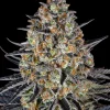Flowering LSD strain plant displaying resinous buds and broad, healthy foliage.