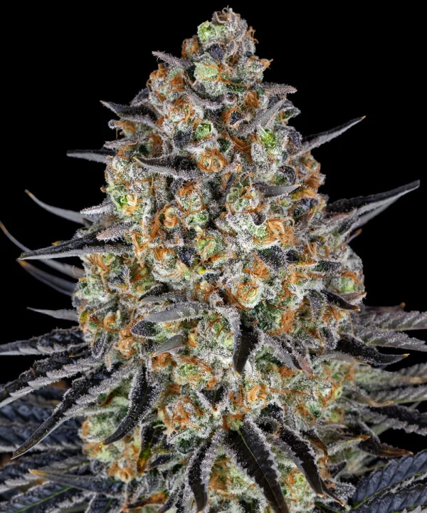 Flowering LSD strain plant displaying resinous buds and broad, healthy foliage.