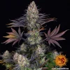 Close-up of LSD strain bud, highlighting its frosty trichomes and rich green leaves.