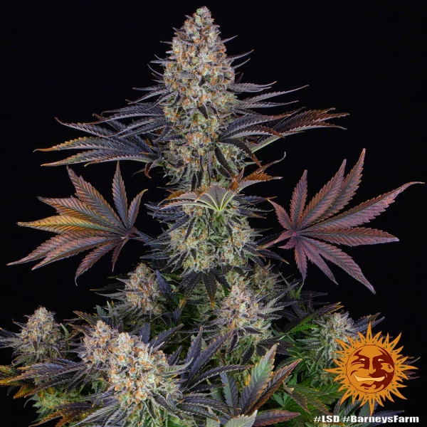 Close-up of LSD strain bud, highlighting its frosty trichomes and rich green leaves.