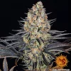 LSD strain showcasing dense, trichome-covered buds with vibrant green hues and orange pistils.