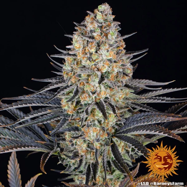LSD strain showcasing dense, trichome-covered buds with vibrant green hues and orange pistils.