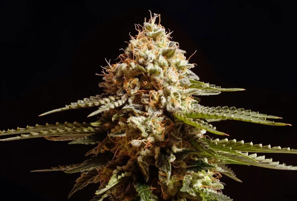 La Blanca strain displaying dense bud structure with a mix of green and white trichome coverage.