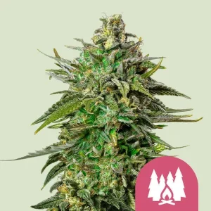 Larry OG Strain bud, showcasing dense trichomes and vibrant green hues with hints of purple on fan leaves.