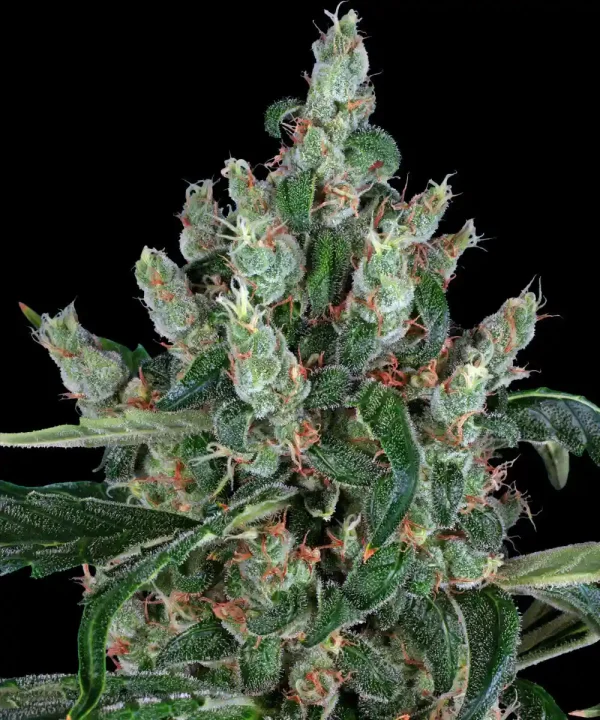 Close-up of trichomes on the Laughing Buddha strain, a Barney’s Farm variety known for its balanced and vibrant effects.