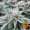 The Laughing Buddha strain in its growth phase, displaying lush foliage and vigorous development under controlled light.