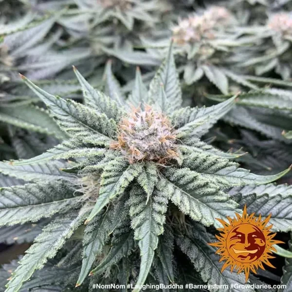 The Laughing Buddha strain in its growth phase, displaying lush foliage and vigorous development under controlled light.