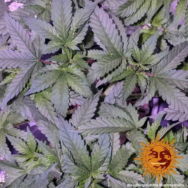 Young leaves of Laughing Buddha growing strongly, showcasing the resilient genetics of this strain.