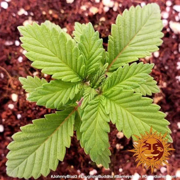 A young Laughing Buddha plant in its early stages, with deep green leaves and healthy growth in soil.