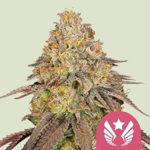 Close-up of dense Legendary OG Punch Strain bud with vibrant trichomes and purple hues.