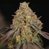 Legendary OG Punch Strain bud showcasing deep green and purple colors with a frosty coating.