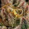 Macro shot of Legendary OG Punch Strain, highlighting rich trichome coverage on the flower.