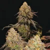 Group of Legendary OG Punch Strain buds with deep purple tones and abundant resin production.