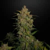 Mature Lemon AK Auto cannabis plant with frosty buds and bright green foliage