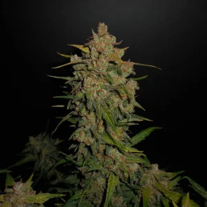 Mature Lemon AK Auto cannabis plant with frosty buds and bright green foliage