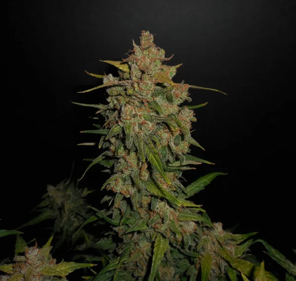 Mature Lemon AK Auto cannabis plant with frosty buds and bright green foliage