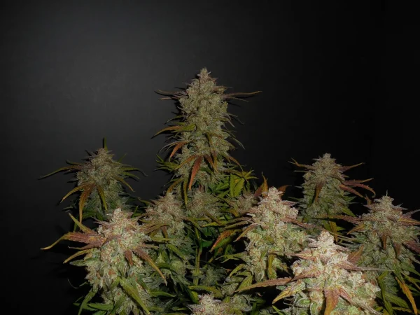 Close-up of Lemon AK Auto flower, showing crystal-like trichomes and serrated green leaves